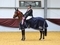 Kelly Connor & Armin Z win the Scottish Branch Grade C Championship at Scottish Horse of the Year Show 2026